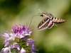 White-lined Sphinx Moth