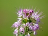 Rocky Mountain Bee Plant