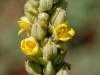 Common Mullein