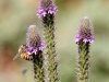 Purple Prairie Clover