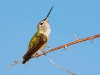 Rufous Hummingbird