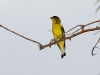 Lesser Goldfinch