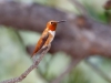 Rufous Hummingbird