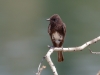 Black Phoebe