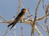 Barn Swallow