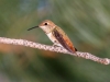 Rufous Hummingbird