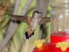 Rufous Hummingbird