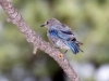 Western Bluebird