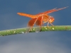 Flame Skimmer Dragonfly