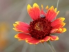 Indian Blanket Flower