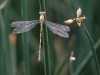 Spotted Spreadwing