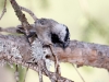 Mountain Chickadee