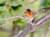 Red-faced Warbler