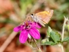 Snow's Skipper