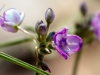 Pinewoods Spiderwort