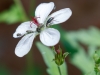 Richardson's Geranium