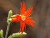 Cardinal Catchfly (aka Indian Pink).