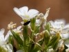 Santa Catalina Mountain Phlox