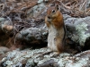 Golden-mantled Ground Squirrel