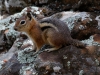 Golden-mantled Ground Squirrel