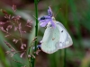 Orange Sulphur