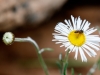 Spreading Fleabane