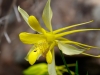 Yellow Columbine