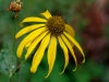 Cutleaf Coneflower