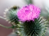 New Mexico Thistle