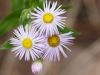 Spreading Fleabane