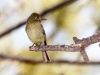 Cordilleran Flycatcher