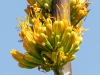 Goldenflower Century Plant