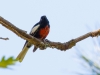 Painted Redstart