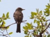 Ash-throated Flycatcher