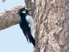 Acorn Woodpecker