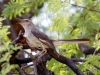 Northern Mockingbird