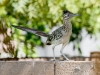 Greater Roadrunner