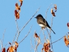 Black Phoebe