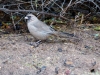 Abert's Towhee