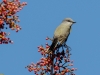 Western Kingbird