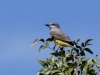 Western Kingbird