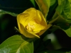 Creeping Yellow Primrose