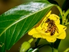 Bee on Creeping Yellow Primrose