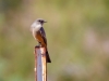 Say's Phoebe