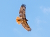 Red-tailed Hawk