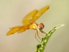 Mexican Amberwing Dragonfly