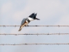 Belted Kingfisher