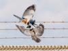 Belted Kingfisher