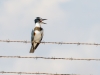 Belted Kingfisher