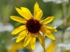 Common Sunflower